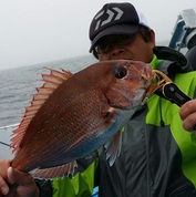 5月１６日テンヤ真鯛船　釣果