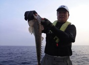 ７月１２日　テンヤ真鯛リレー　午後船　釣果
