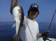７月２７日　フグ　午前船　釣果