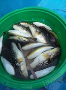 ７月２７日　フグ　午前船　釣果