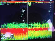 ２月４日　メバル船・フグ船　釣果