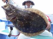 ３月６日　ヒラメ船　釣果