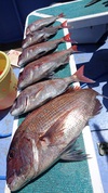 ５月８日　午前テンヤ・釣果　活きエビ♡