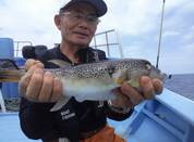 ７月２０日　ショウサイフグ　釣果