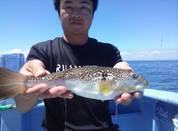 ７月３０日　ショウサイフグ船　釣果