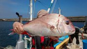 ９月４日　テンヤ真鯛船　釣果