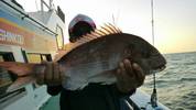 ９月１０日　テンヤ真鯛船　釣果