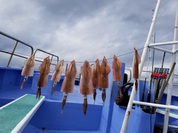 １月21日　ヤリイカ船　釣果