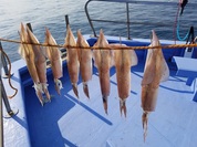 2月10日　ヤリイカ船　釣果