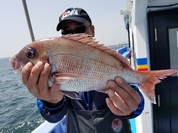 ５月16日　活き海老！！・午前テンヤ真鯛船　釣果