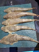 7月1日　マゴチ船　釣果