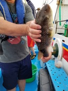 7月14日　ショウサイフグ船　釣果