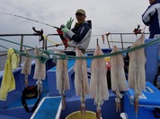 3月６日　ヤリイカ船　釣果