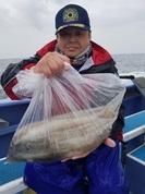 3月26日　ヤリイカ船　釣果　大爆釣～１００越え！！４名！！ヤバいっしょ！